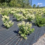 Hortenzia metlinatá (Hydrangea paniculata) ‘DHARUMA’ - výška 20-30 cm, kont. C2L 